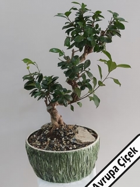 bonsai-cicegi