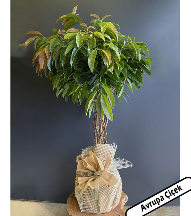 ficus-amstel-king-bitkisi