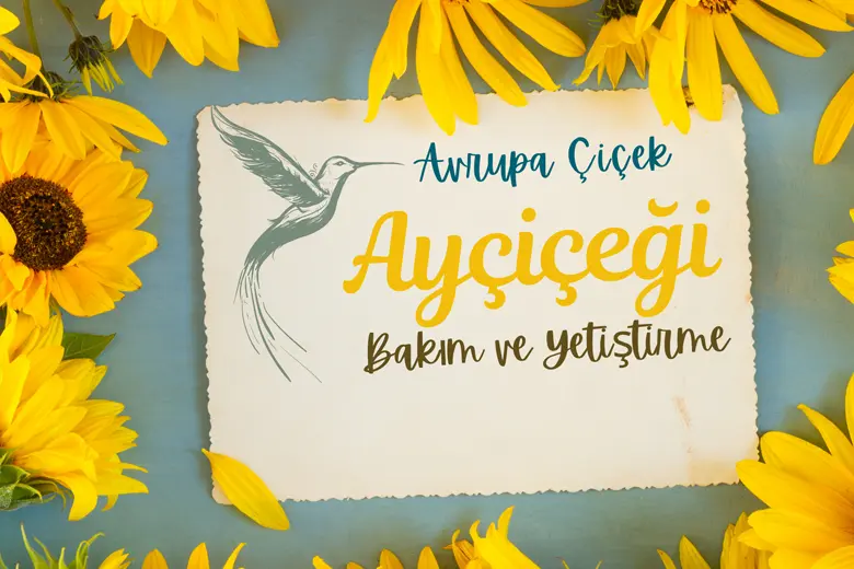 Ayçiçeği