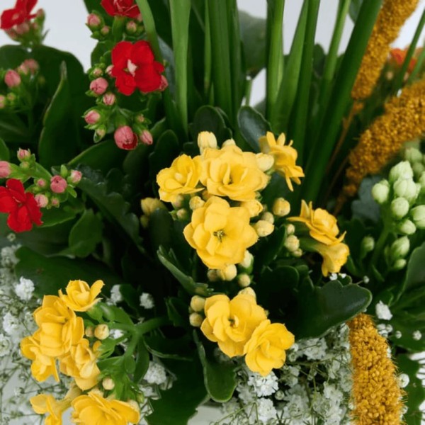 Beyaz Saksıda Spatifilyum ve Kalanchoe