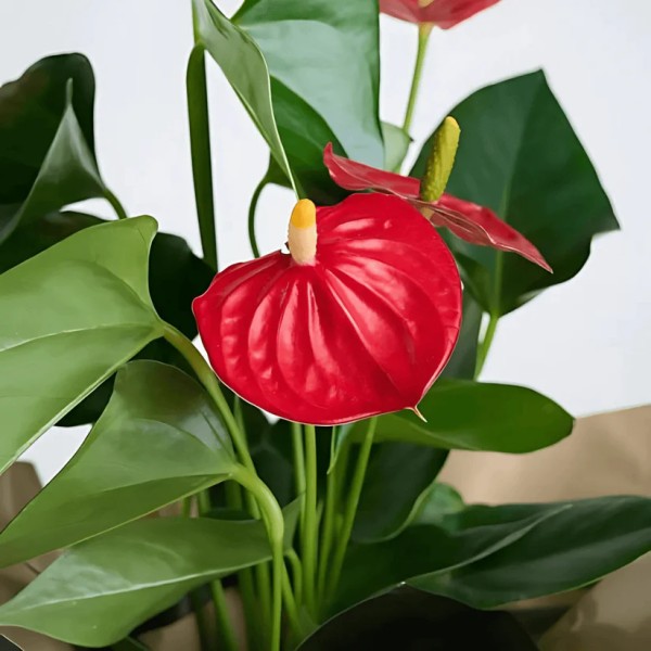 Seramik Saksıda Kırmızı Antoryum Saksı Çiçeği