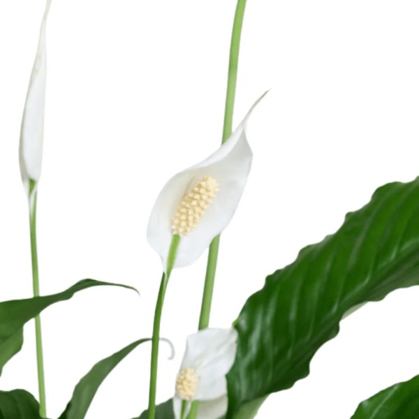 Saksıda Beyaz Spatifilyum