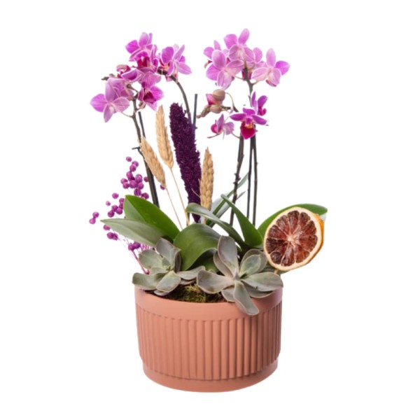 4 Dal Mini Mor Orkide