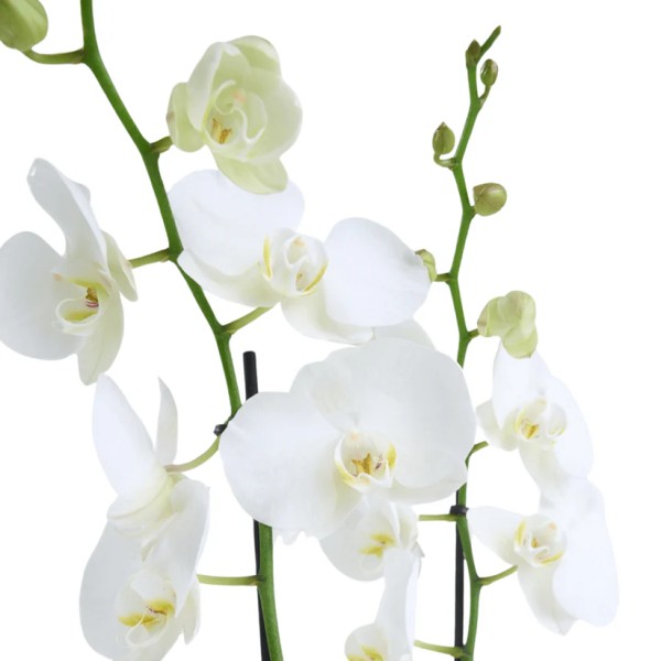 Kareli Saksıda Çiftli Beyaz Orkide