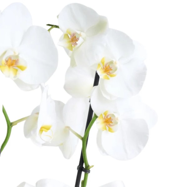 Beyaz Saksıda Çiftli Beyaz Orkide