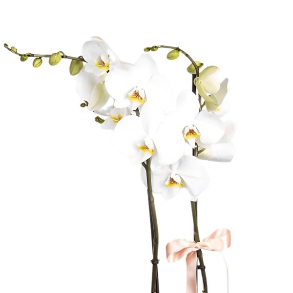 Siyah Ambalajlı 2 Dallı Beyaz Orkide Çiçeği