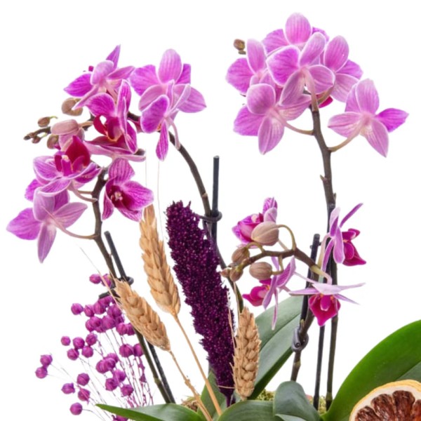 4 Dal Mini Mor Orkide