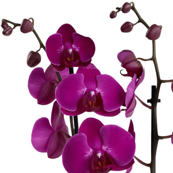 Beyaz Saksıda Çiftli Mor Orkide