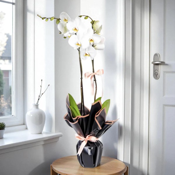 Siyah Ambalajlı 2 Dallı Beyaz Orkide Çiçeği