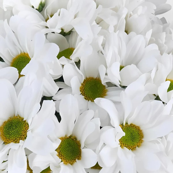 Yeşil Vazoda Beyaz Papatya